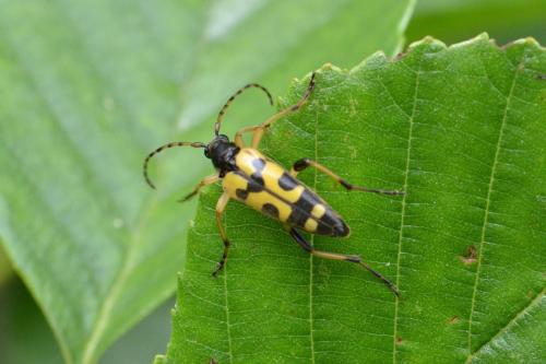 Rutpela maculata