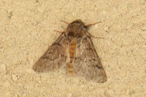 Réf. 106 199 : Thaumetopoea pityocampa