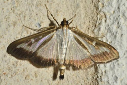 Réf. 106 347 : Cydalima perspectalis