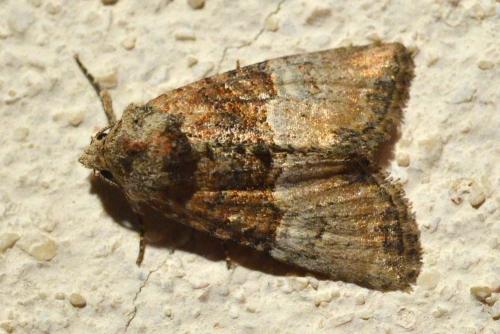 Réf. 106 348 : Mesoligia furuncula