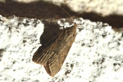 Réf. 106 974 : Lamoria anella