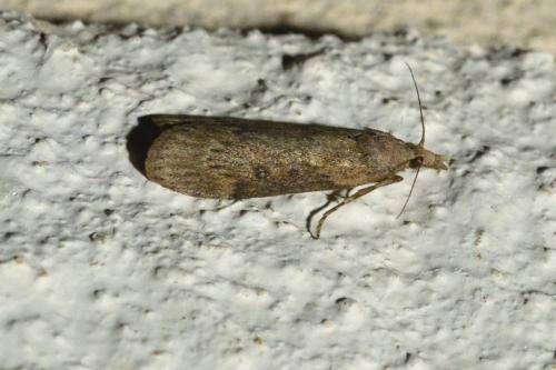 Réf. 106 926 : Lamoria anella
