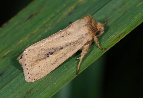 Globia sparganii