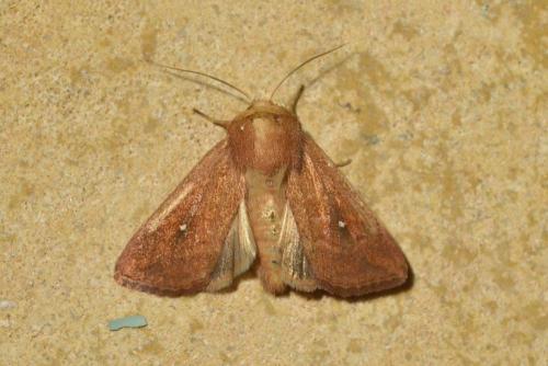 Réf. 106 798 : Mythimna albipuncta