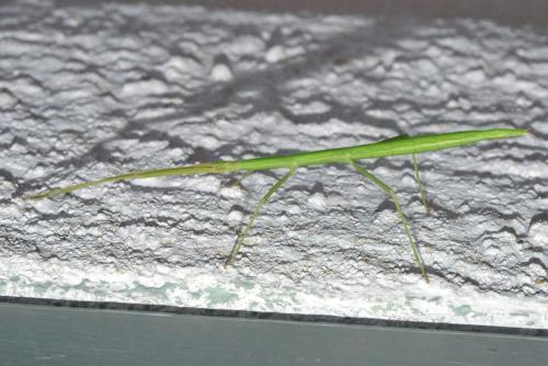 Clonopsis gallica