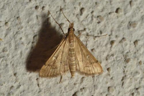 Réf. 106 924 : Dolicharthria punctalis