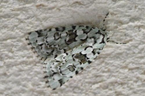 Réf. 106 796 : Nyctobrya muralis