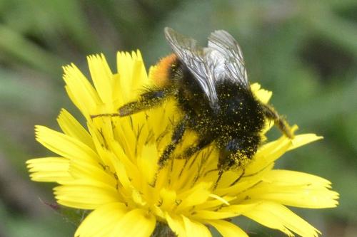 Bombus sp.