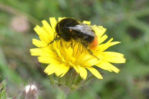 Bombus sp.