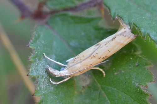 Agriphila sp.