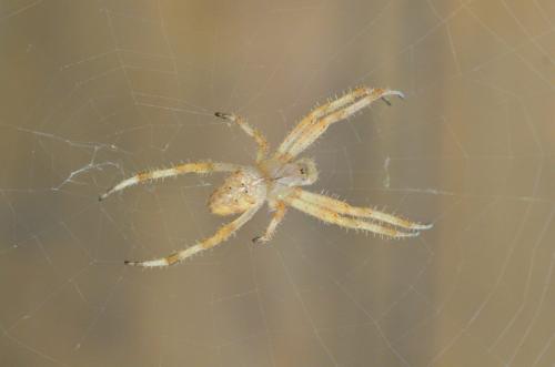 Araneus pallidus
