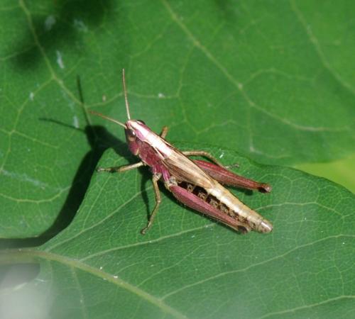 Réf. 106 214 : Pseudochorthippus parallelus