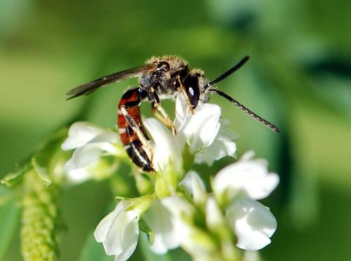 Réf. 106 370 : Lasioglossum sp.