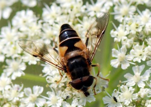 Réf. 106 999 : Eristalis pertinax