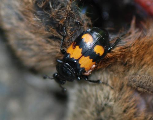 Réf. 106 762 : Nicrophorus vespilloides