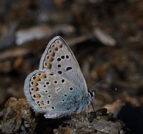 Polyommatus escheri