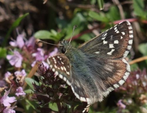 Pyrgus sp.