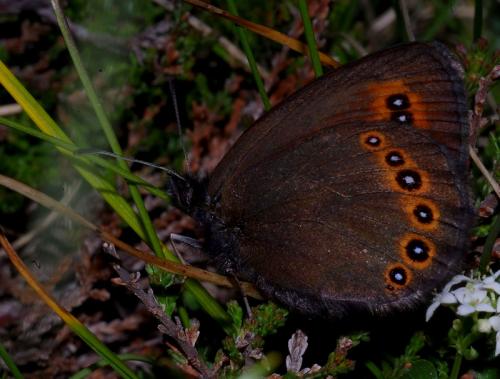 Réf. 106 246 : Erebia oeme