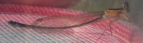 Ischnura elegans