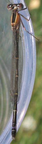 Ischnura elegans