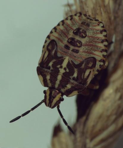 Carpocoris purpureipennis