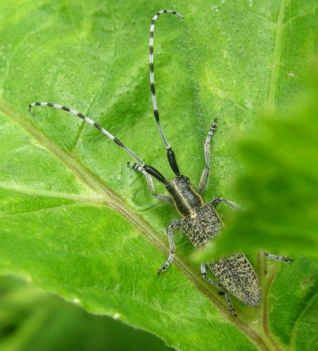 Agapanthia villosoviridescens