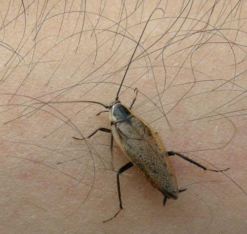 Ectobius sylvestris
