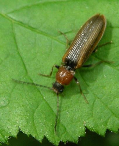 Denticollis linearis