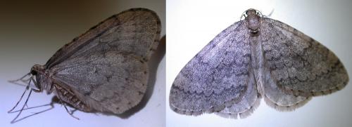 Operophtera brumata