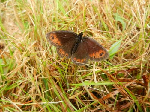 Erebia meolans