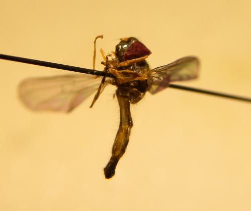 Melanostoma sp.