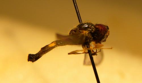 Melanostoma sp.