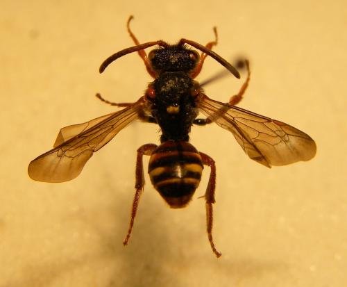 Nomada bifasciata