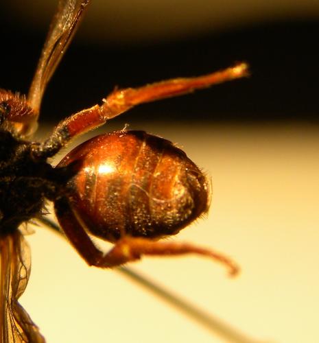 Nomada bifasciata