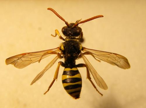 Nomada goodeniana