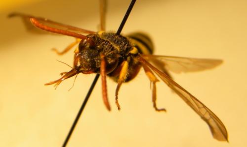 Nomada goodeniana