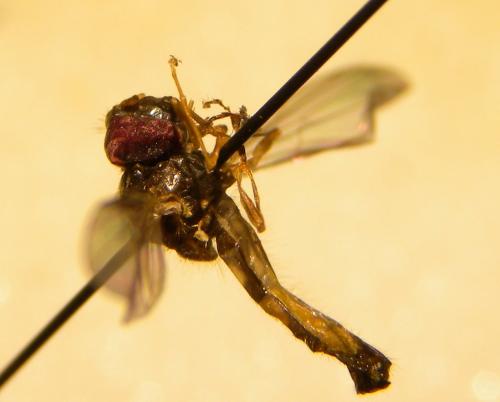 Melanostoma sp.