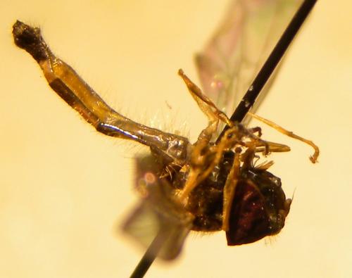 Melanostoma sp.