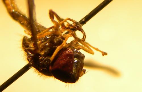 Melanostoma sp.