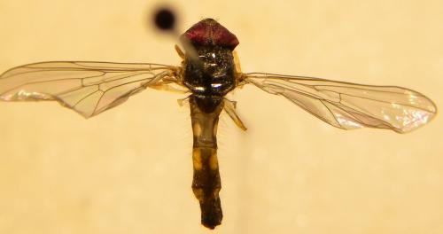 Melanostoma sp.