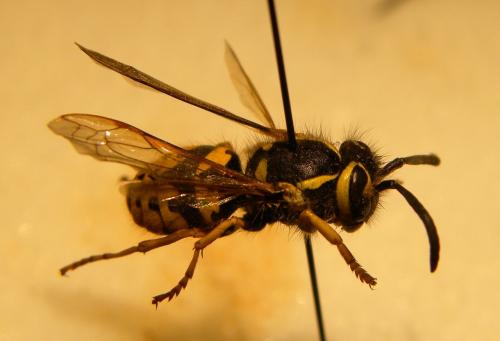 Vespula pensylvanica