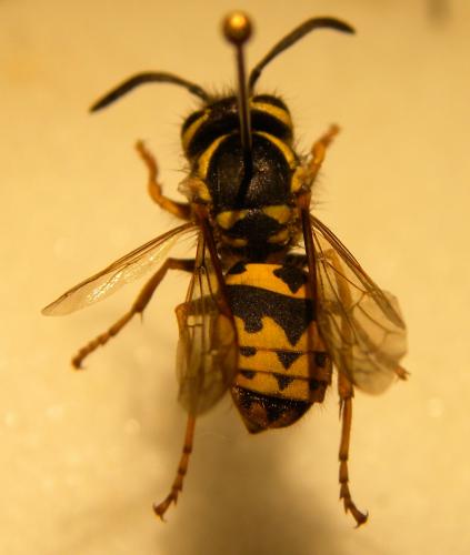 Réf. 106 185 : Vespula pensylvanica