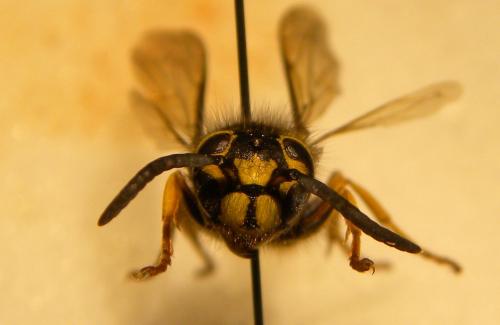 Vespula pensylvanica