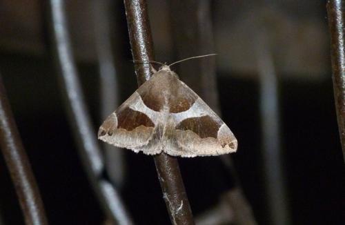 Réf. 106 254 : Dysgonia algira