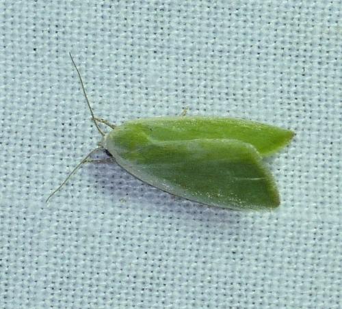 Réf. 106 747 : Earias clorana