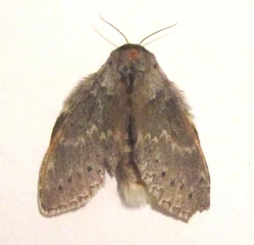 Stauropus fagi
