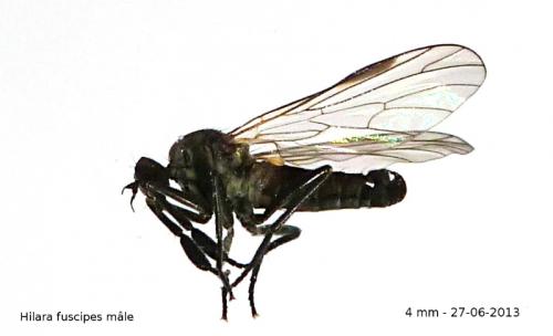 Hilara fuscipes