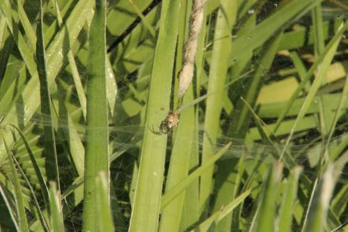 Cyrtophora citricola