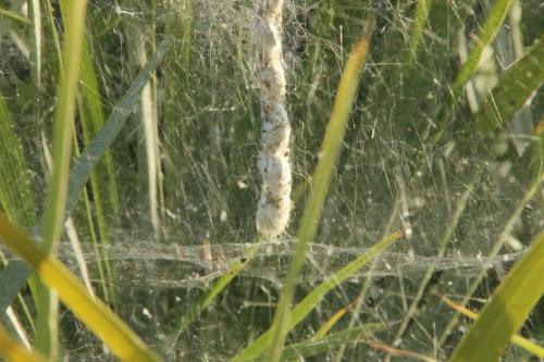Cyrtophora citricola