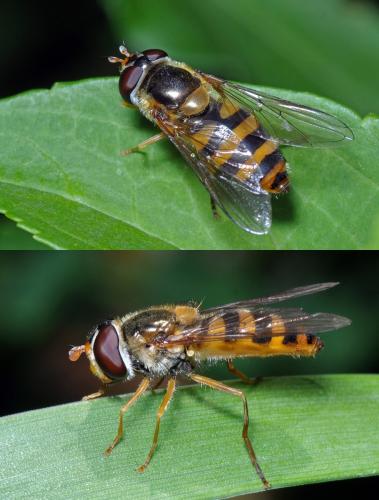 Réf. 106 371 : Epistrophe nitidicollis